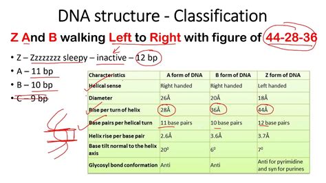 difference between a b and z dna|a b and z forms of dna.